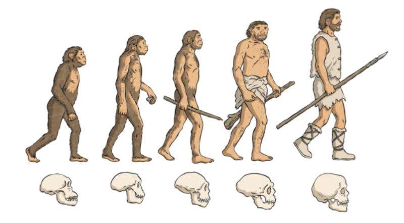 Як змінювалася людина від австралопітеків до Homo sapiens