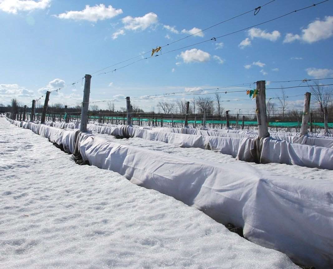 Як правильно підготувати виноград до зимових холодів