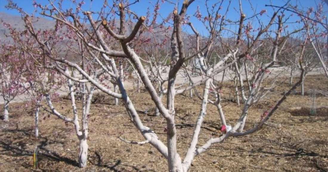 Як обрізати абрикос восени – повний гід для садівника