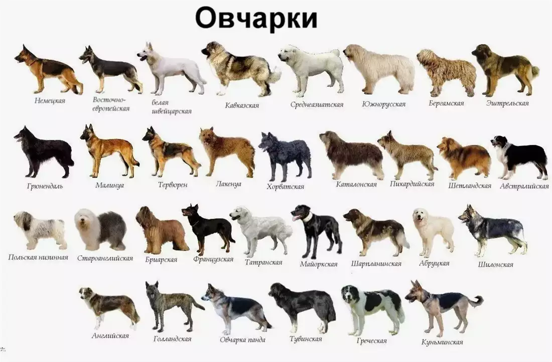 Вівчарки світу - повний довідник порід з характеристиками та доглядом