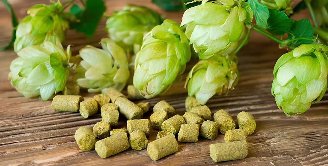 Як використовувати шишки хмелю для здоров'я та краси